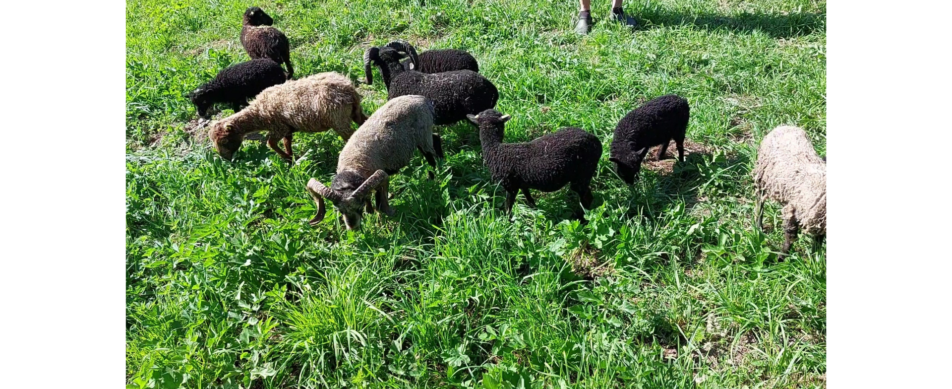 L'éco-pâturage au CER de Moulin-Le-Comte, une alternative à la tonte mécanique  | Sprene.fr